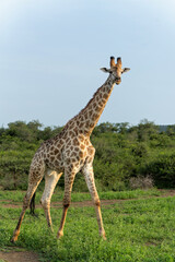 Naklejka na ściany i meble Giraffe walking in Mkuze Falls Game Reserve in Kwa Zulu Natal close to Mkuze in South Africa 