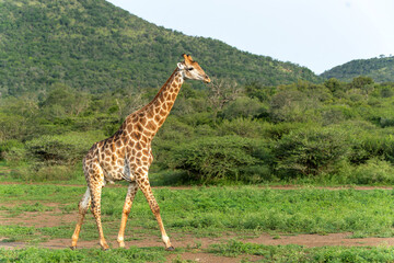 Giraffe walking in Mkuze Falls Game Reserve in Kwa Zulu Natal close to Mkuze in South Africa      - obrazy, fototapety, plakaty