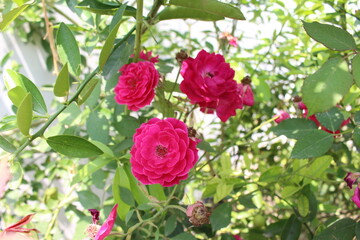 pink roses in garden