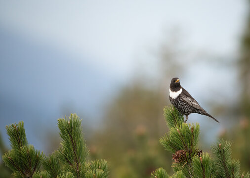 The ring ouzel Turdus torquatus