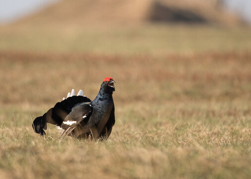 Black grouse Tetrao tetrix
