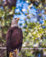 A Proud American Bald Eagle