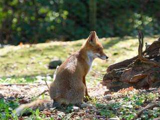 (Vulpes vulpes) Red fox 