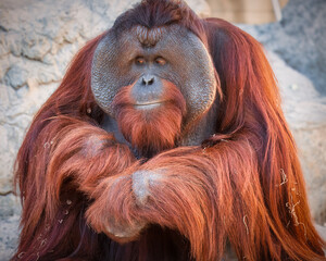 Male orangutan  at the zoo