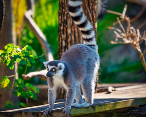 ring-tailed madagascar lemur at the zoo