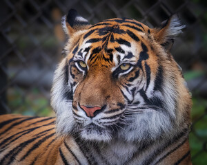 Portrait of a Bengal Tiger