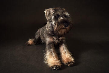 Miniature Schnauzer puppy on a black background. Studio shot.