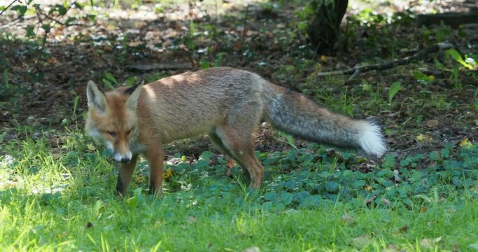 (Vulpes vulpes) Red fox leaping into the air to land on its prey
