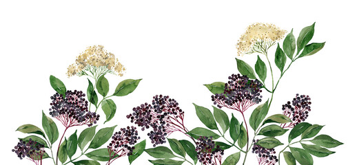 lderberry, elderflowers frame, border, bouquet. Home grown medicine plant, apothecary ingredient, healthy organic food illustration. Print, broshure, poster, postcard