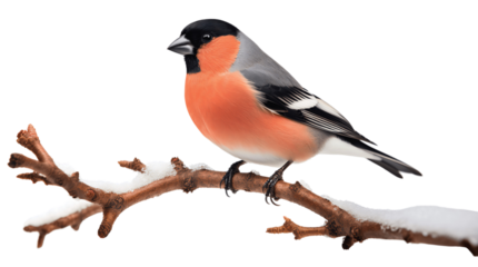 A bullfinch sits on a snow-covered branch. Bird on a branch in winter. Isolated on a transparent background.