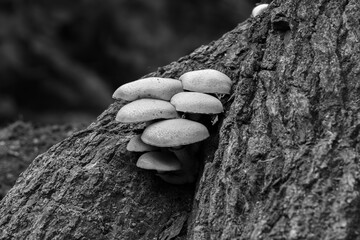 Summer honey fungus (Kuehneromyces mutabilis) in a forest on an oak tree in black and white