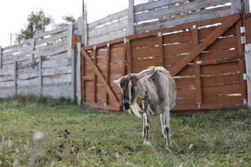 Obraz premium cows in a farm