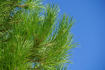 Pine tree needles on the green branches above blue sky
