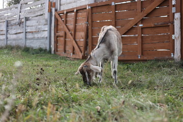 donkey and foal