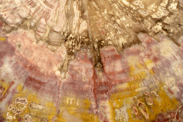 Petrified wood abstract pattern