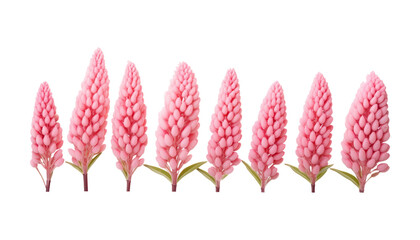 pink buds isolated on transparent background cutout