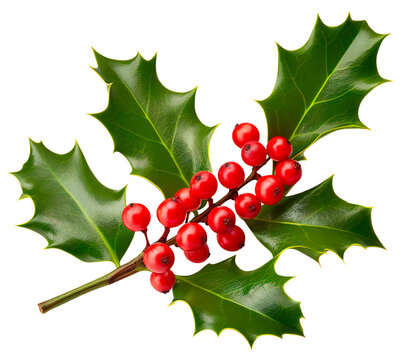 Beautiful holly branch with red berries. Isolated on a transparent background.