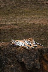 Fototapeta premium A lonely tiger.