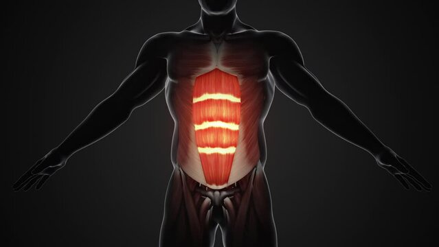 Pain and injury in the abdominal Muscles