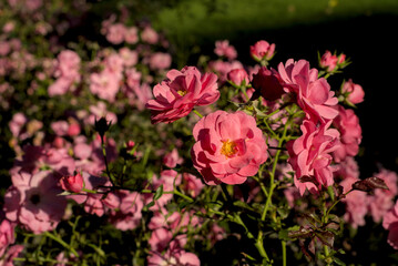 Rosa Rosen am Wegesrand
