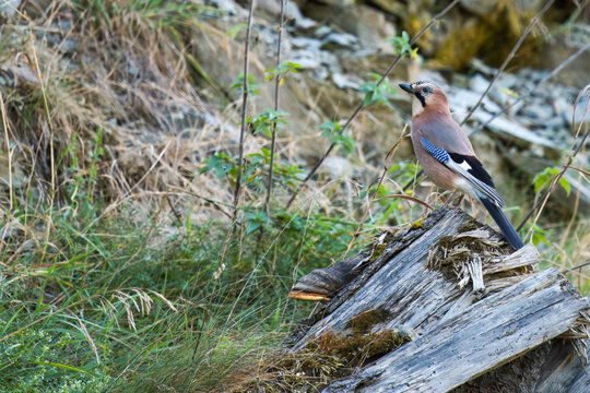 police of the forest, the eurasien jay, garrulus glandarius, is observating the environment