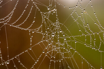 Perles d'eau sur une toile d'araignée 