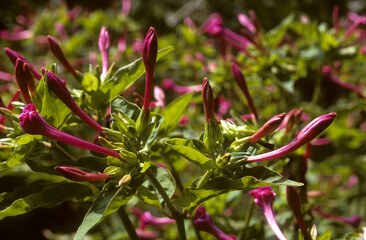 Mirabilis jalapa, Belle de nuit, Merveille du Pérou