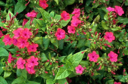 Mirabilis jalapa, Belle de nuit, Merveille du P&eacute;rou