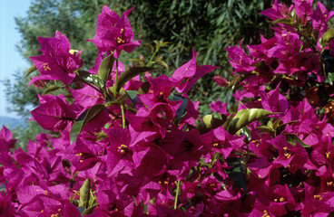 Bougainvillea glabra , Bougainvillée, Bougainvillée glabre, petit bougainvillier, fleur de papier