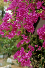 Obraz premium Bougainvillea glabra , Bougainvillée, Bougainvillée glabre, petit bougainvillier, fleur de papier