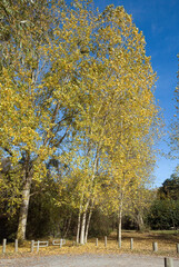 Fototapeta premium Populus nigra 'italica', Peuplier d'Italie