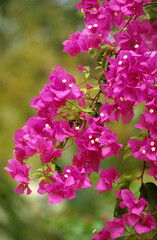 Naklejka premium Bougainvillea glabra , Bougainvillée, Bougainvillée glabre, petit bougainvillier, fleur de papier