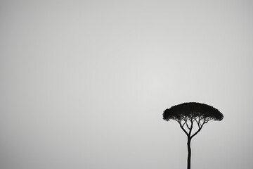 silhouette of a tree with a black background silhouette of a tree with a black background vertical shot of a tree on the white background