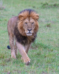 Adult Male Lion, Masai Mara, Kenya