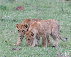 Lion cubs, Masai Mara, Kenya