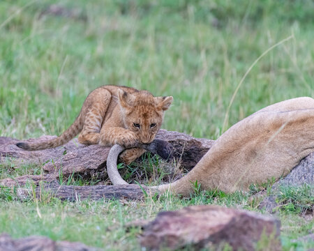 Lion cub chewing on Mom's tail, Masai Mara, Kenya