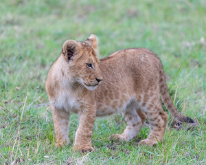 Lion Cubs, Masai Mara, Kenya