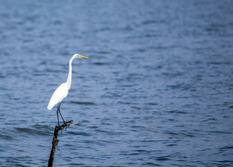 Great Egret (Ardea alba) spotted outdoors
