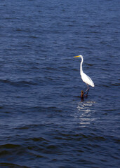 Great Egret (Ardea alba) spotted outdoors