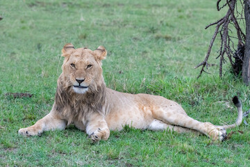 Immature Male Lion with partial beard, Masai Mara, Kenya