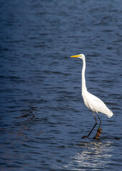 Great Egret (Ardea alba) spotted outdoors