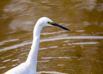 Little Egret (Egretta garzetta) in Dublin, Ireland