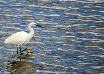 Little Egret (Egretta garzetta) in Dublin, Ireland