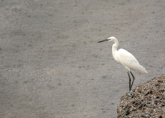 Little Egret (Egretta garzetta) in Dublin, Ireland
