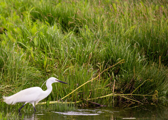 Little Egret (Egretta garzetta) in Dublin, Ireland