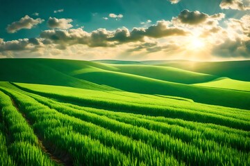 Beautiful spring natural panorama of a field of young green wheat on the hills