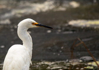 Snowy Egret (Egretta thula) spotted in California