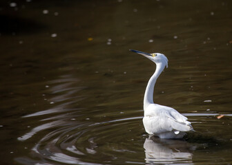 Snowy Egret (Egretta thula) spotted in California