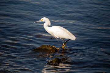 Snowy Egret (Egretta thula) spotted in California