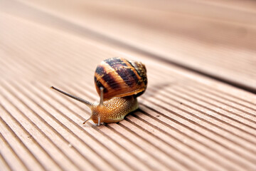 Small brown snail crawling on the road. Animals close to the human